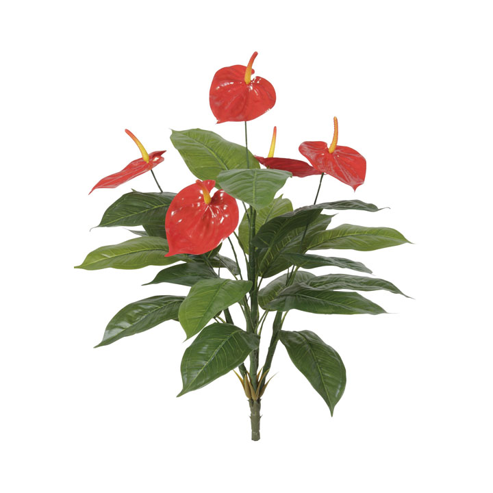 アンスリュームブッシュ