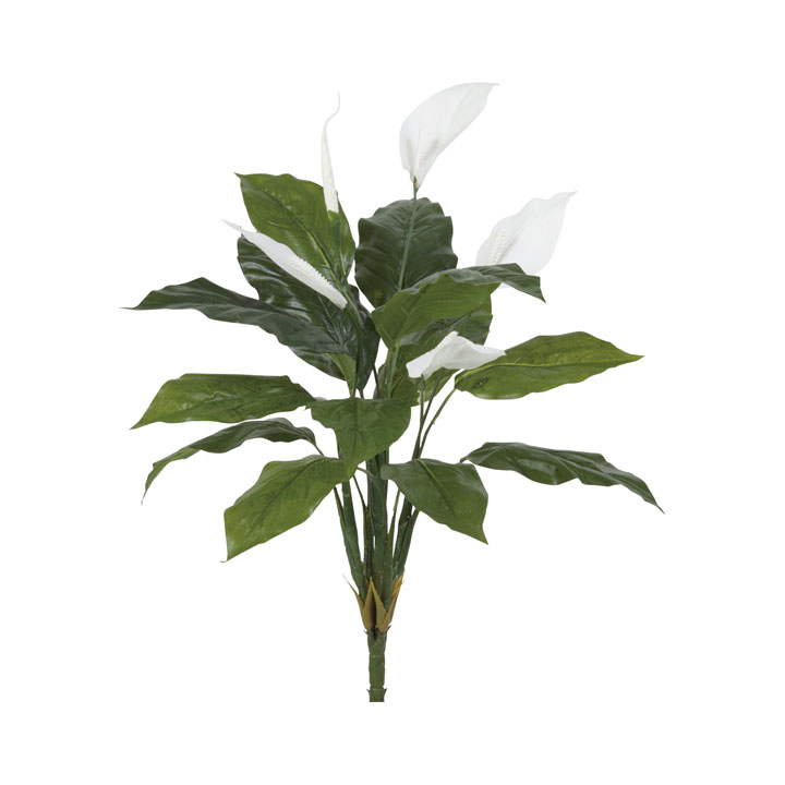 スパシフィラムブッシュ