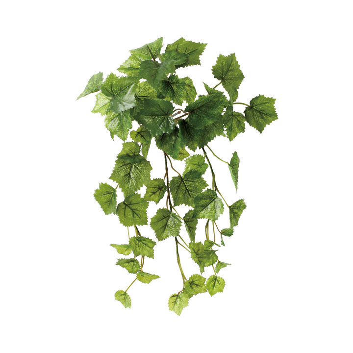 グレープブッシュ