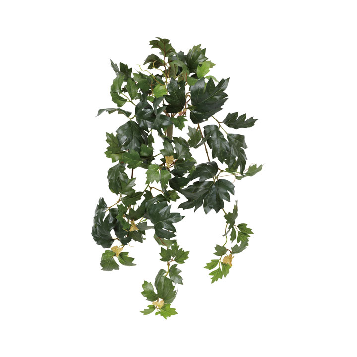 エレンダニカブッシュ