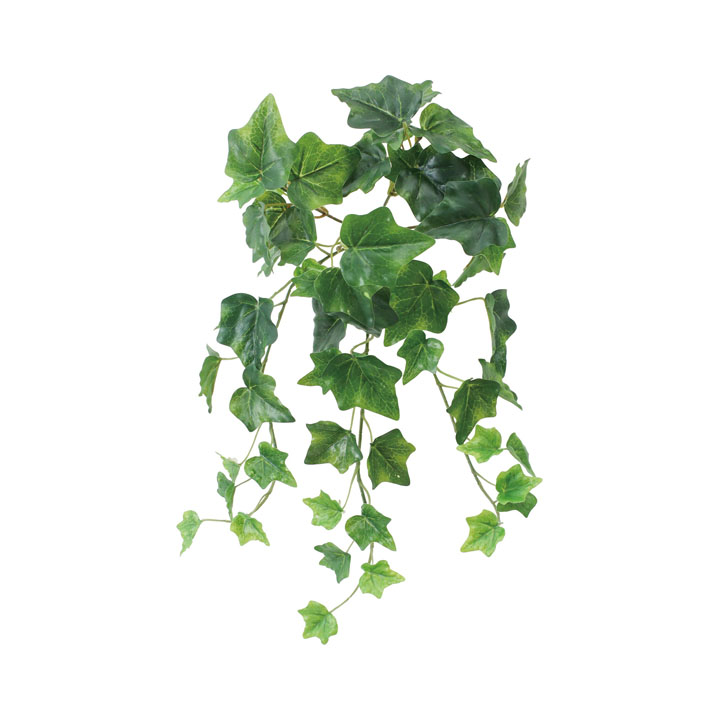 アイビーブッシュ