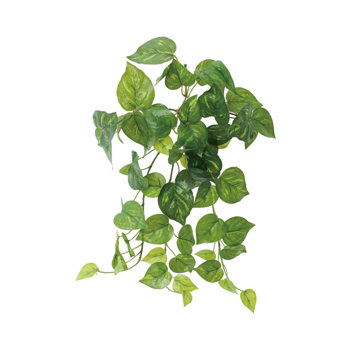 ポトスブッシュ