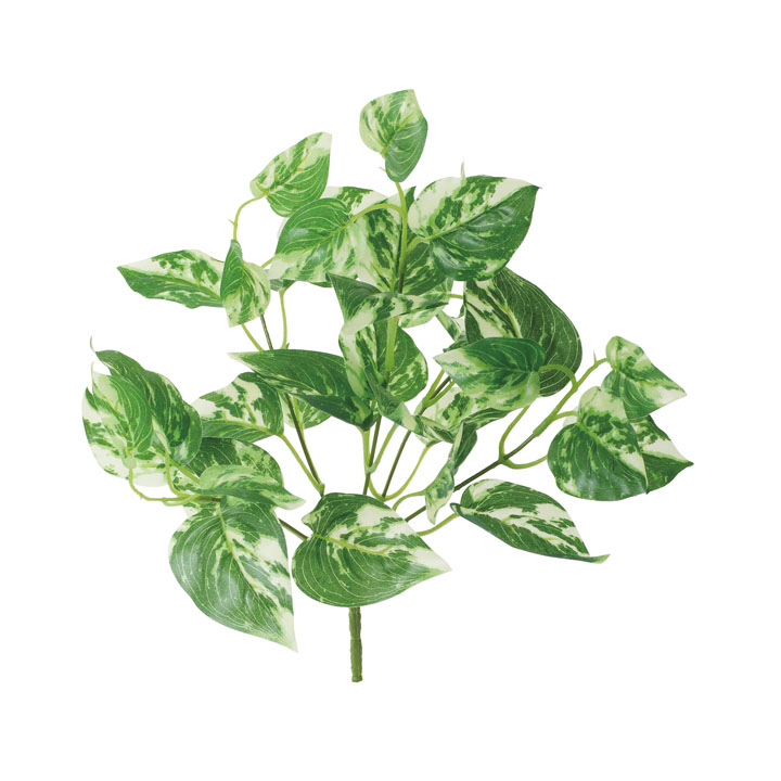 ポトスブッシュ