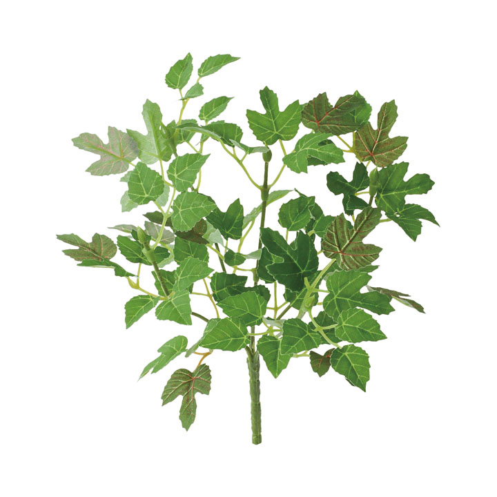 サイモジアブッシュ