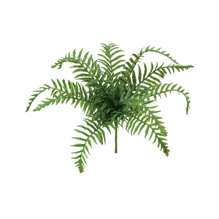 ファーンブッシュ