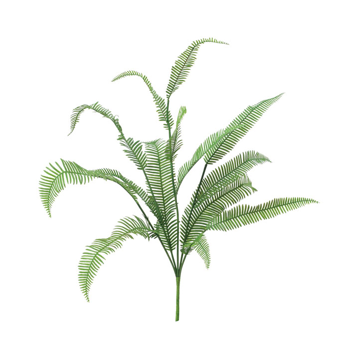 ツデ−ブッシュ