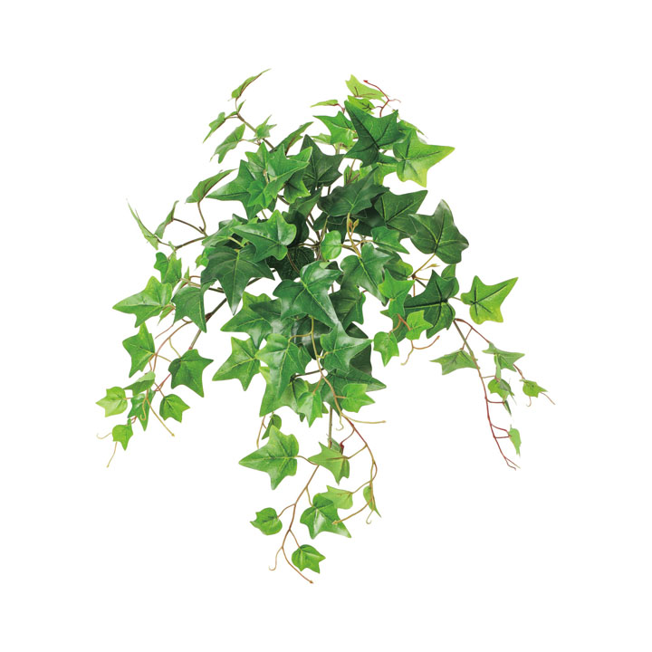 UVアイビーブッシュ