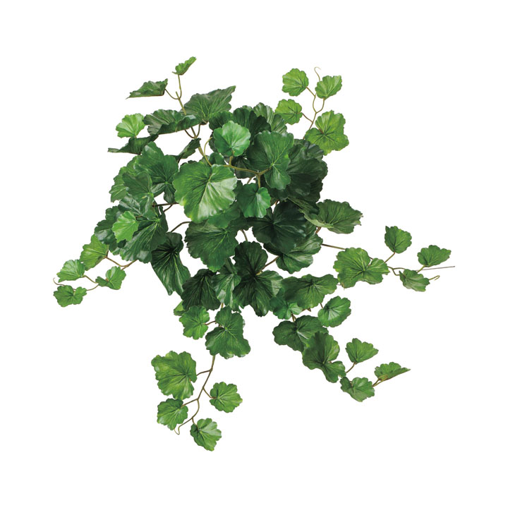 UVゼラニウムブッシュ