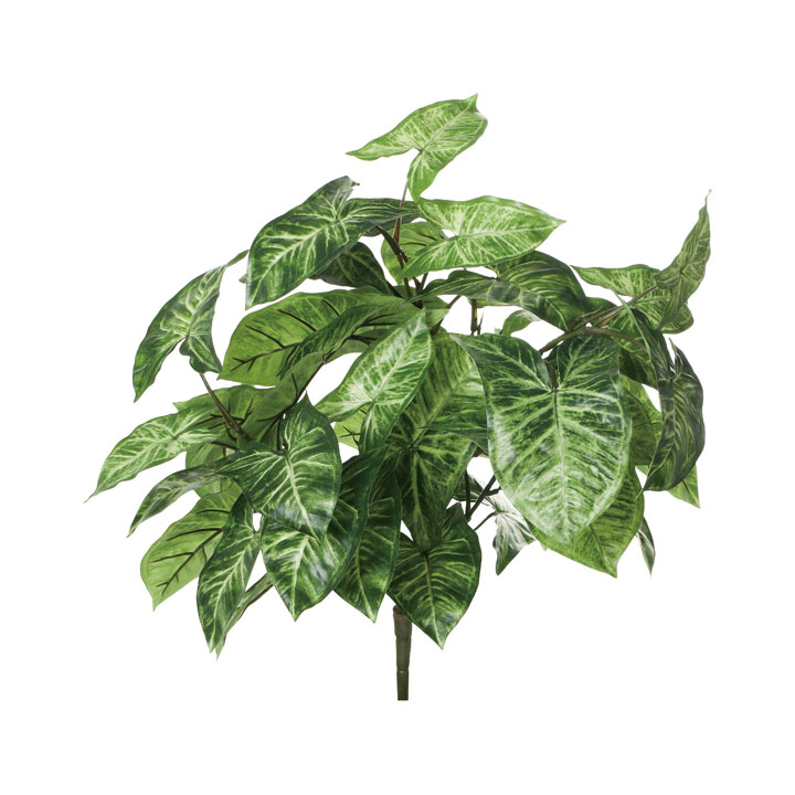 シンゴニウムブッシュ