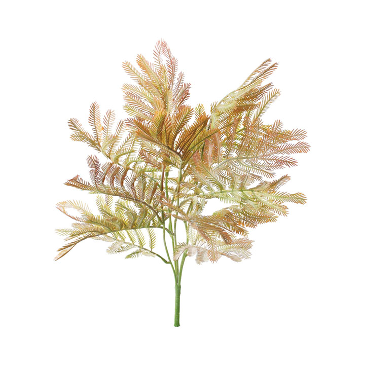 カラーミモザリーフブッシュ