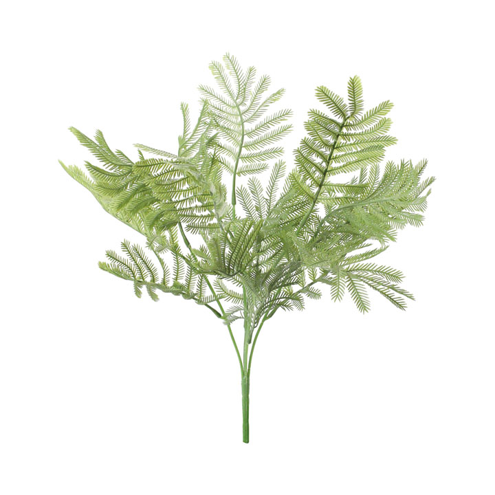 カラーミモザリーフブッシュ