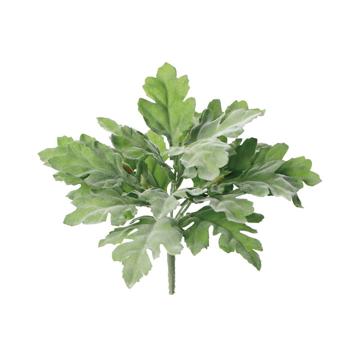 ダスティーミラーブッシュ