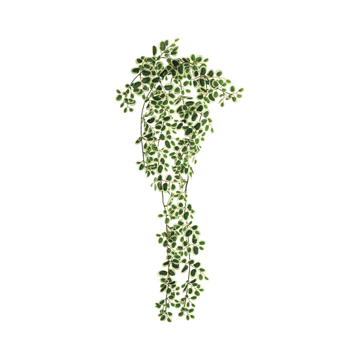 ミニプミラハンギングブッシュ