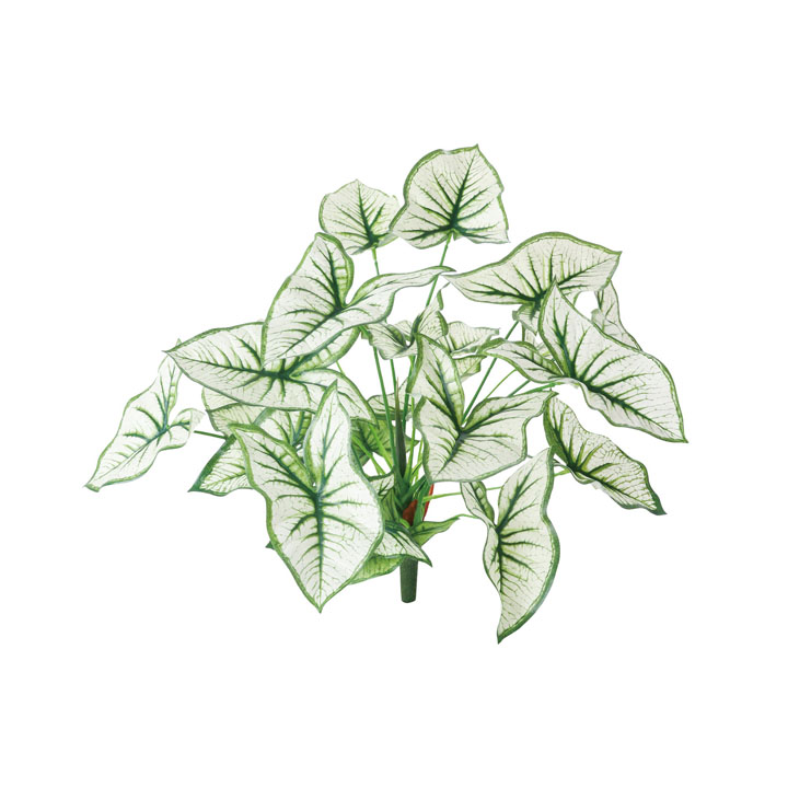 カラジュームブッシュ