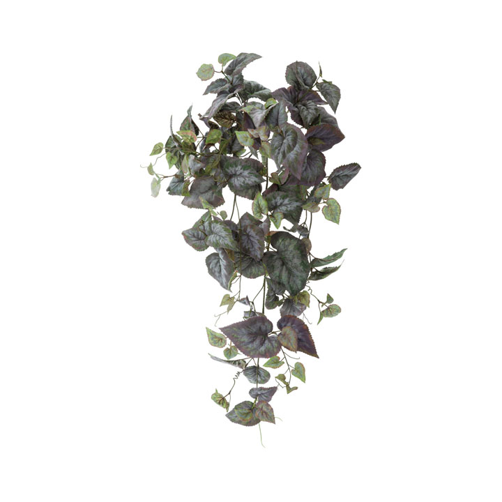 グレープベゴニアハンギングブッシュ