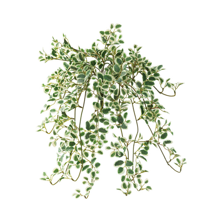 プミラハンギングブッシュ