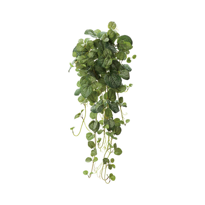 ミントハンギングブッシュ