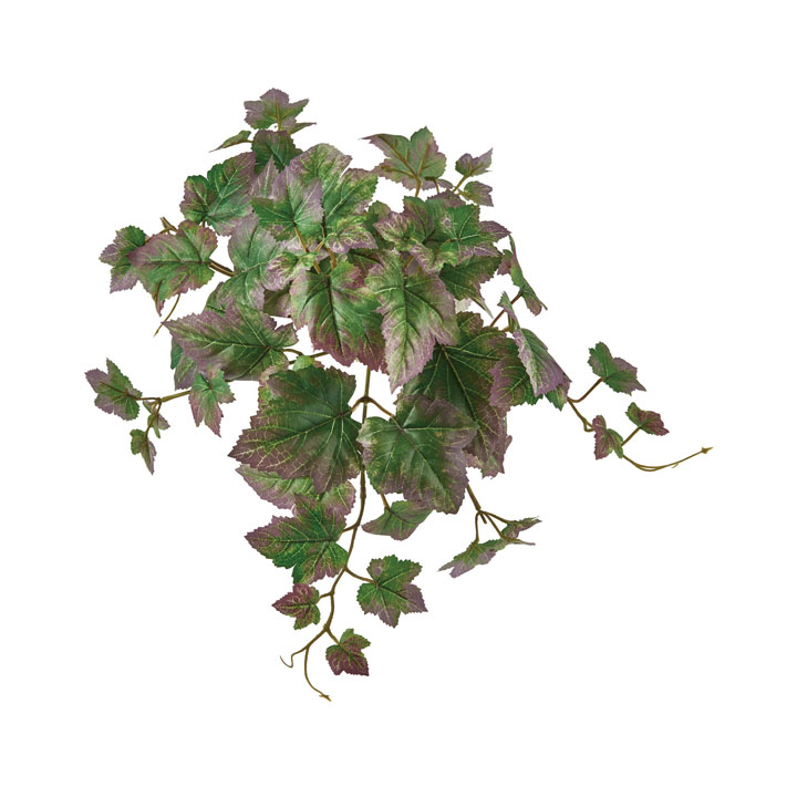 グレープブッシュ