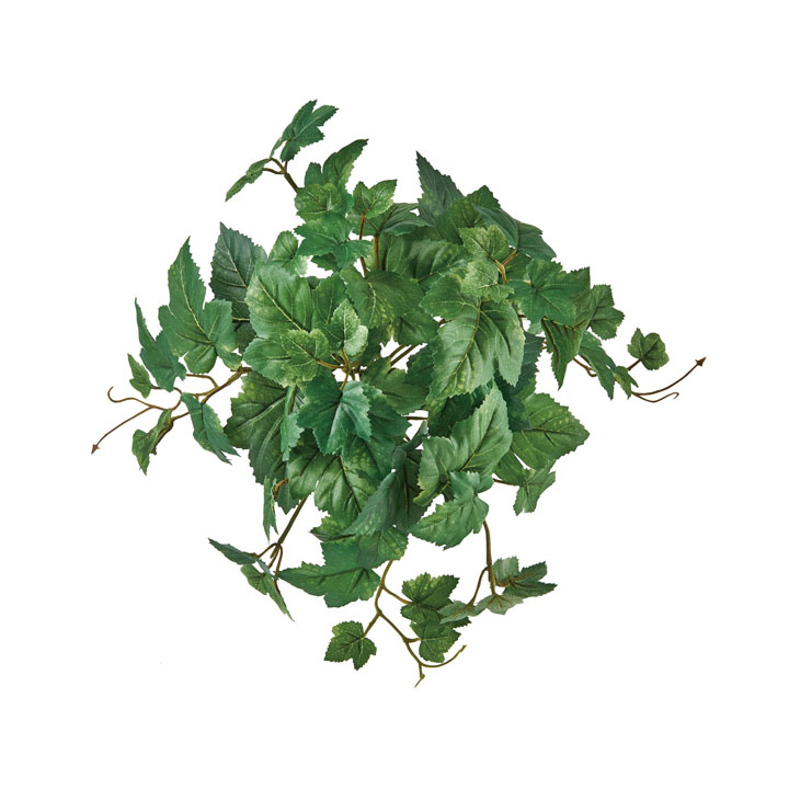 グレープブッシュ