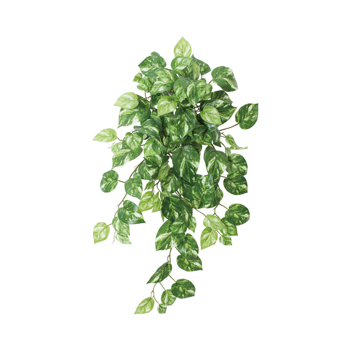 ポトスハンガー