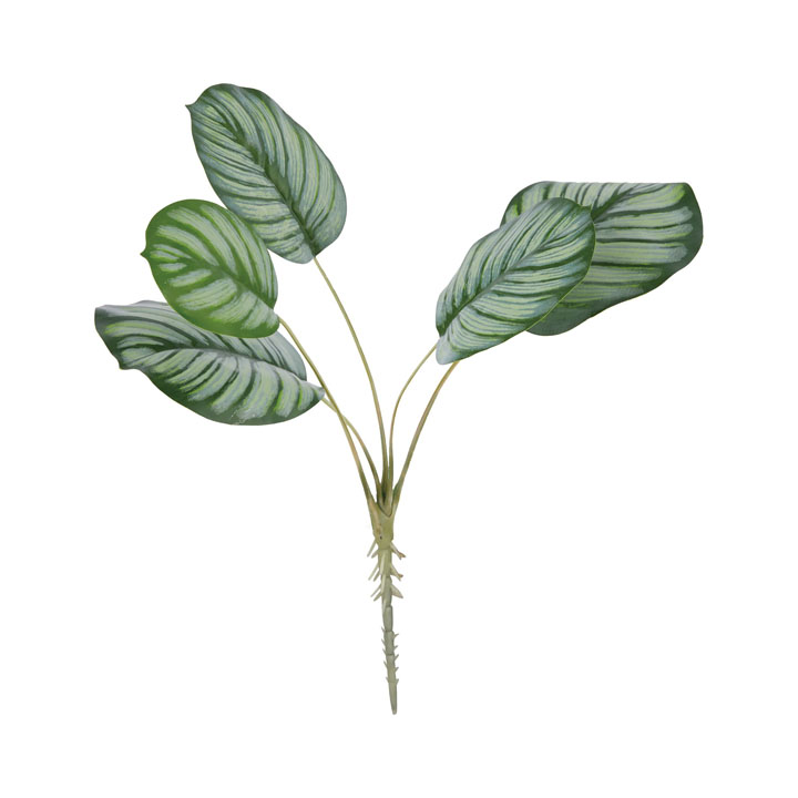 カラテアブッシュ