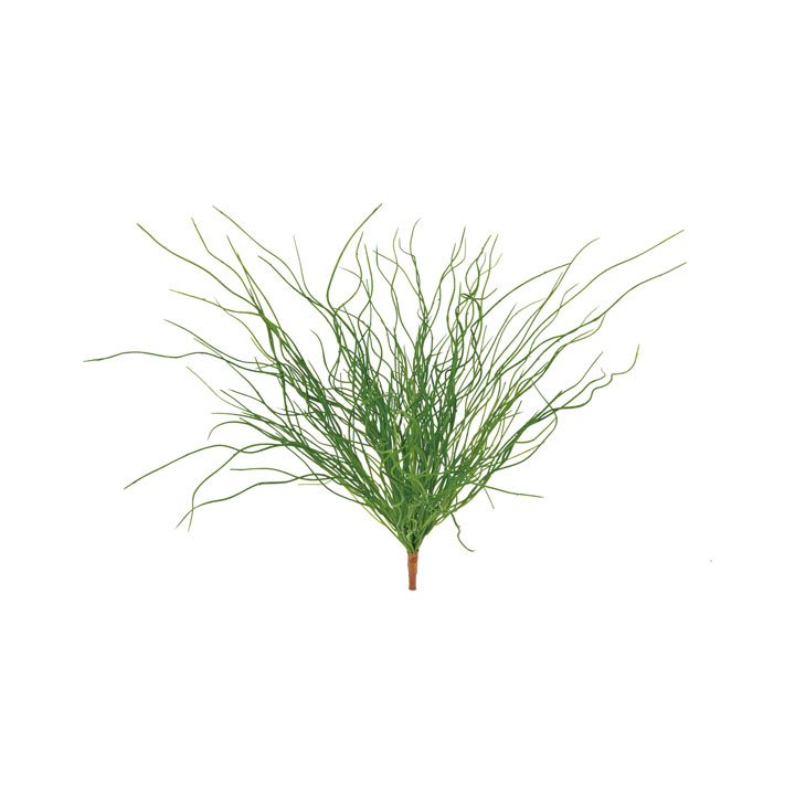 リプサリスブッシュ