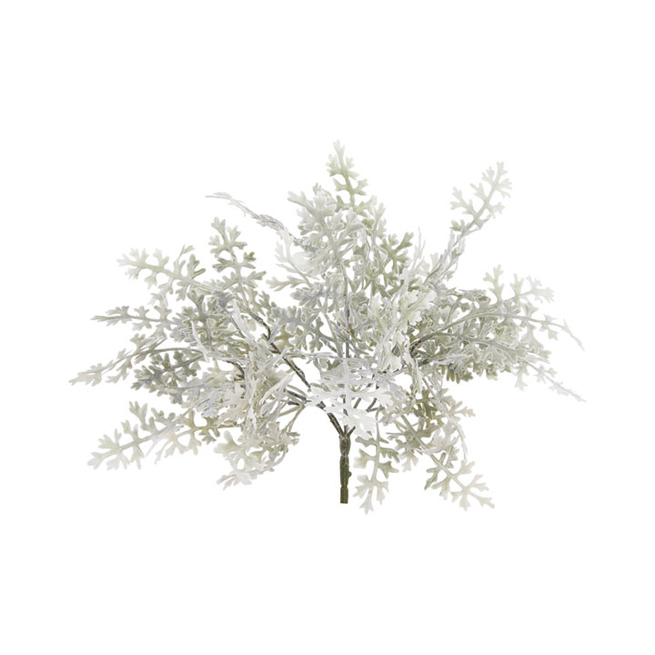 マイクロダスティーミラーブッシュ