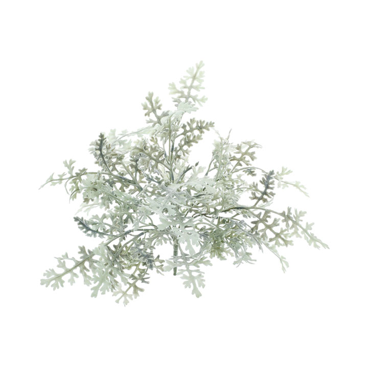 マイクロダスティーミラーブッシュ