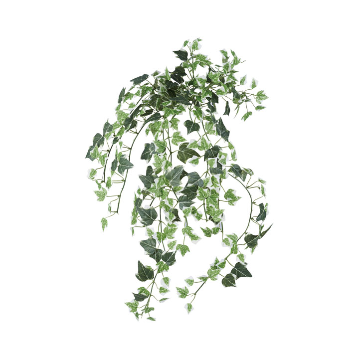 ホーランドアイビーブッシュL