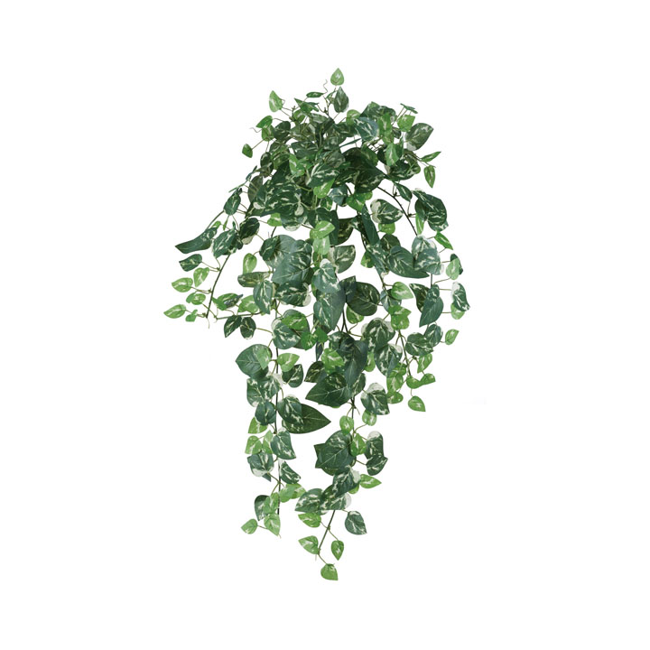 ポトスブッシュL