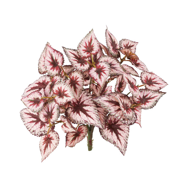 ベゴニアブッシュ