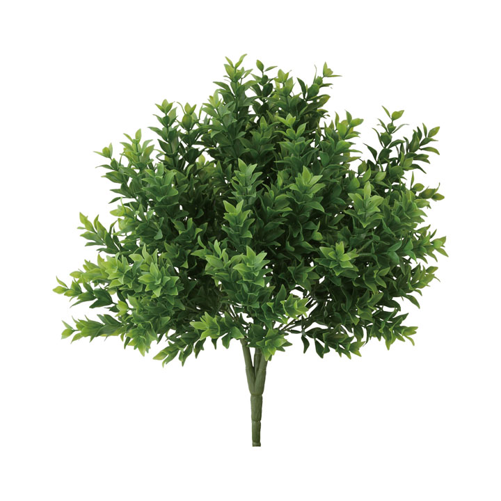 ボックスウッドブッシュ