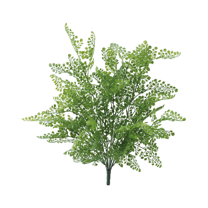 アジアンタムブッシュ