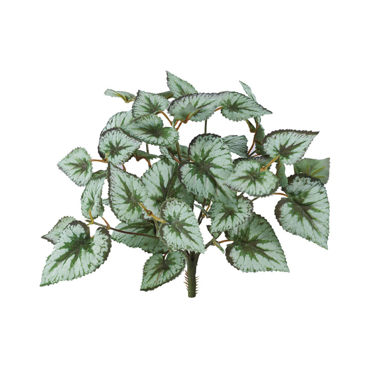 ベゴニアブッシュ