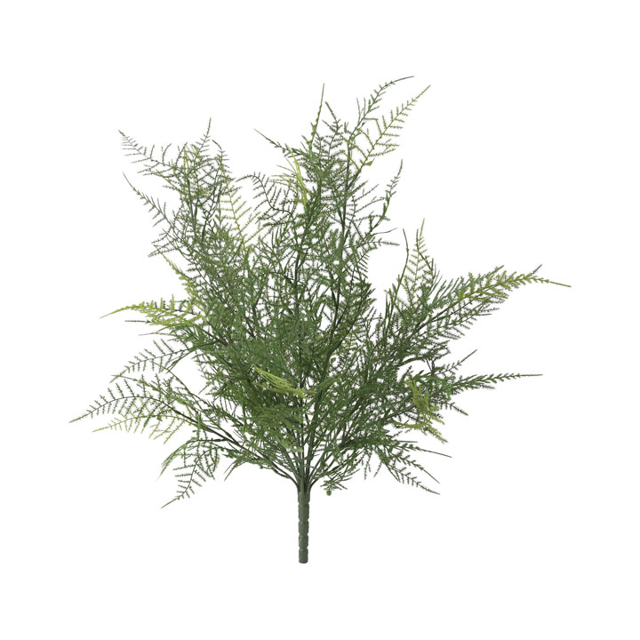 アスパラガスブッシュ