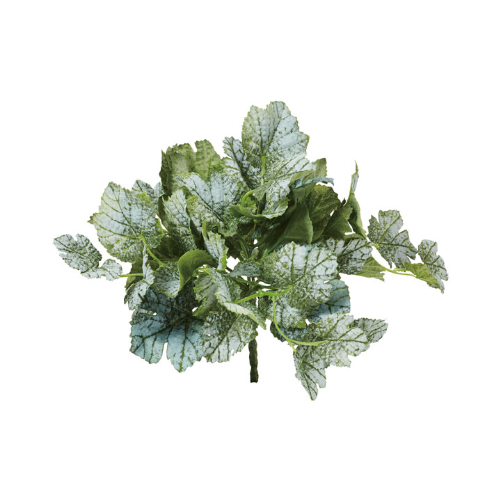 カラーヒューケラブッシュ