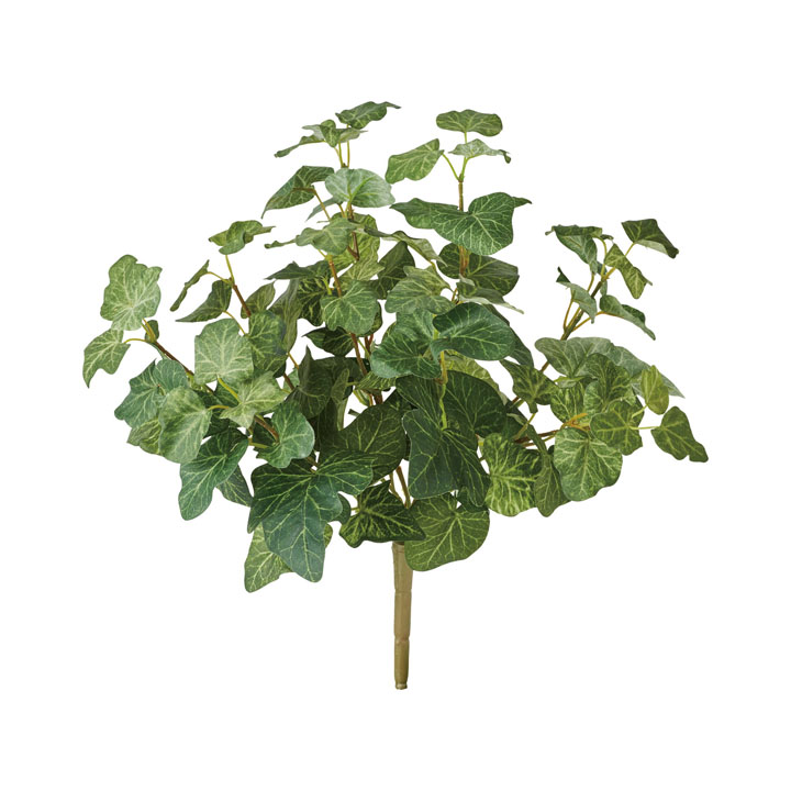 スウェーディッシュアイビーブッシュ