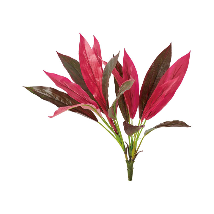 ドラセナアイチアカブッシュ