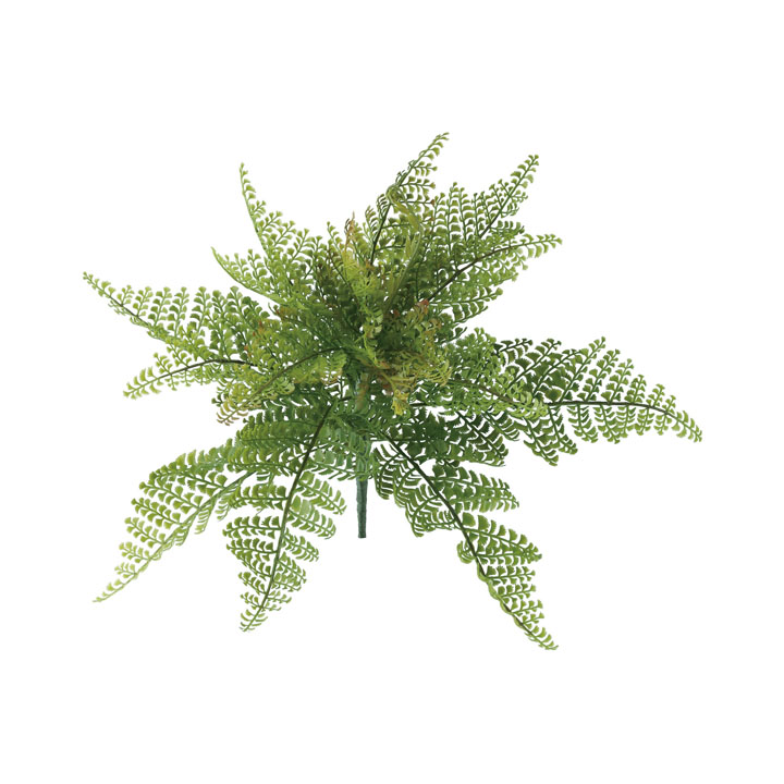 レースファーンブッシュ