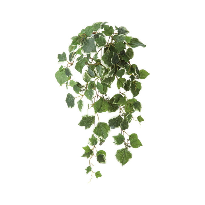 ヘデラハンギングブッシュ