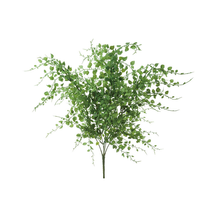 ルスキフォリアブッシュ