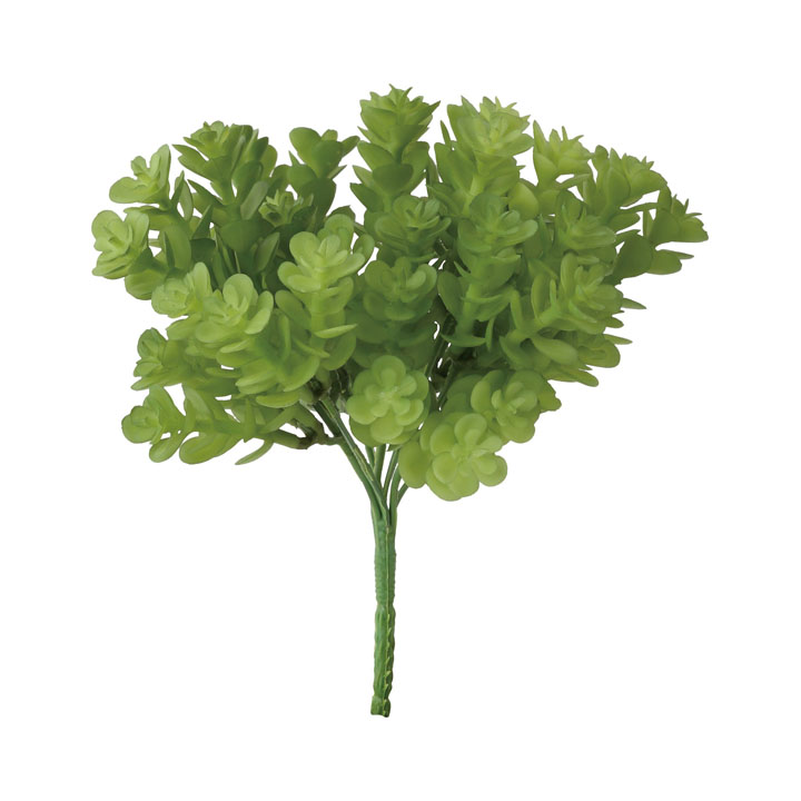 セダムブッシュ