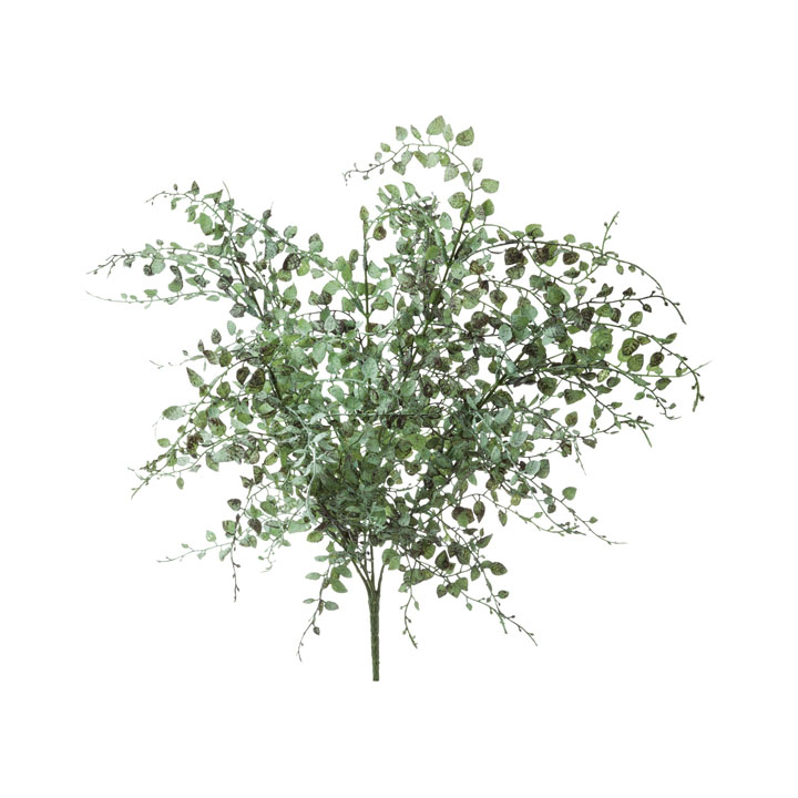 ルスキフォリアブッシュ