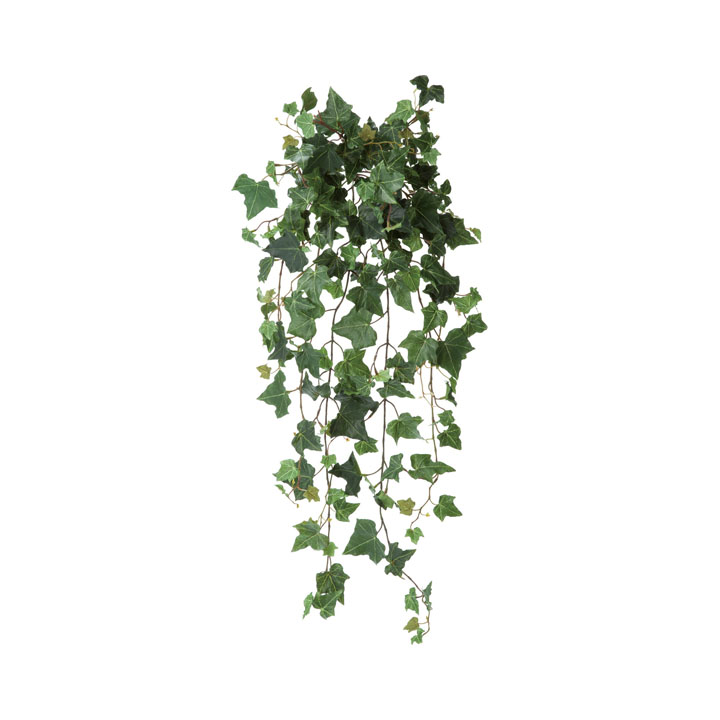 アイビーハンギングブッシュ