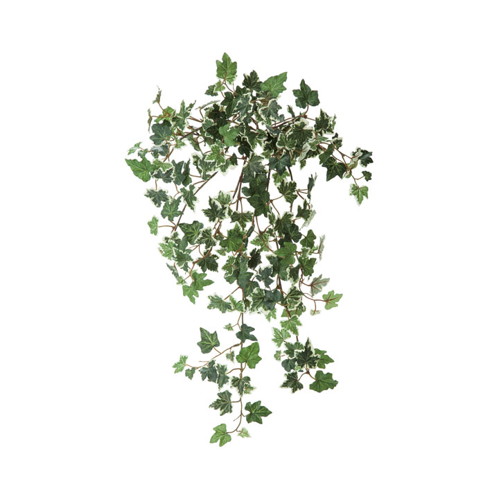 アイビーゴールデンハンギングブッシュ