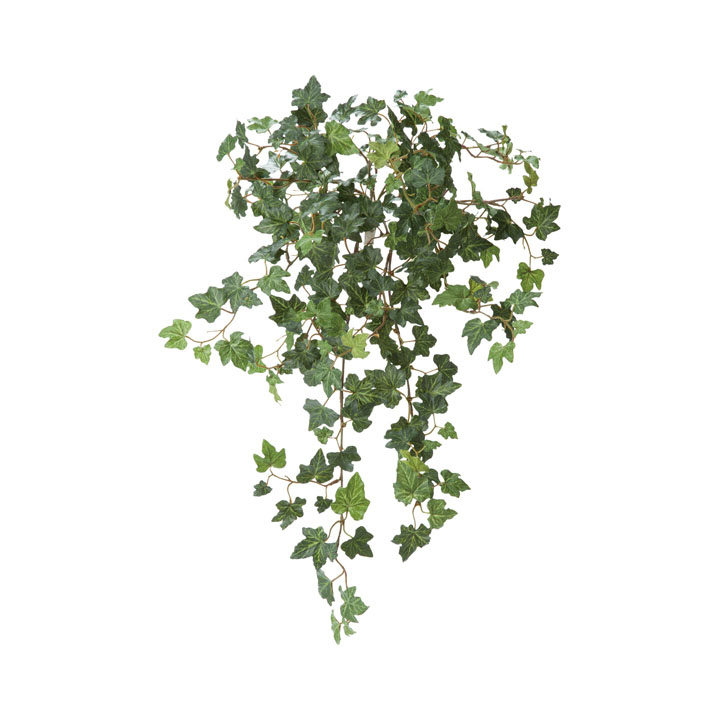 ピッツバーグハンギングブッシュ