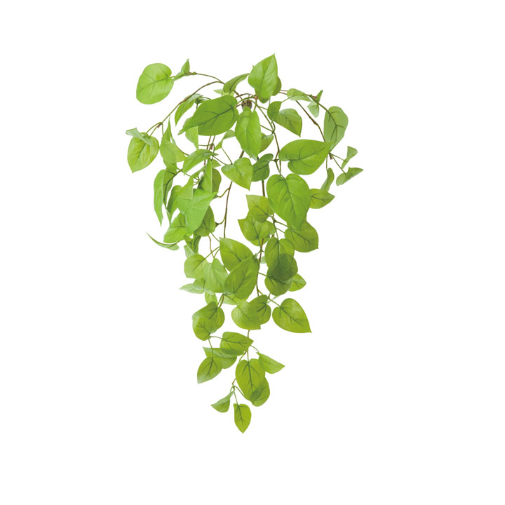 ライムポトスブッシュ