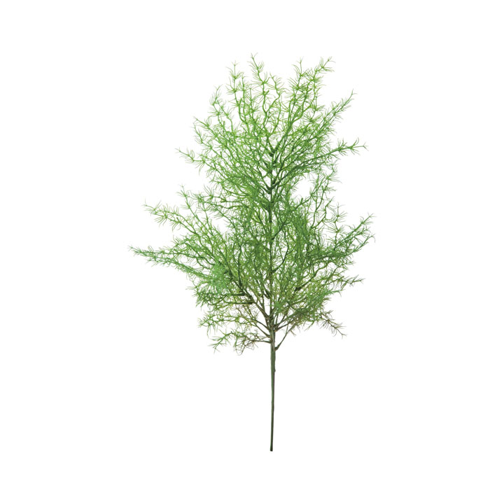 アスパラブッシュ