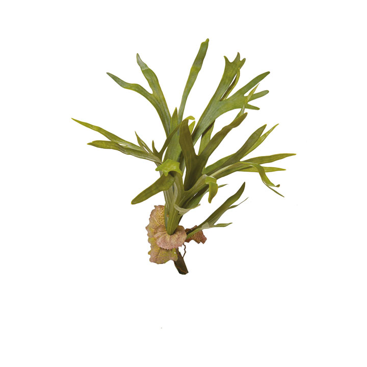 コウモリランブッシュ