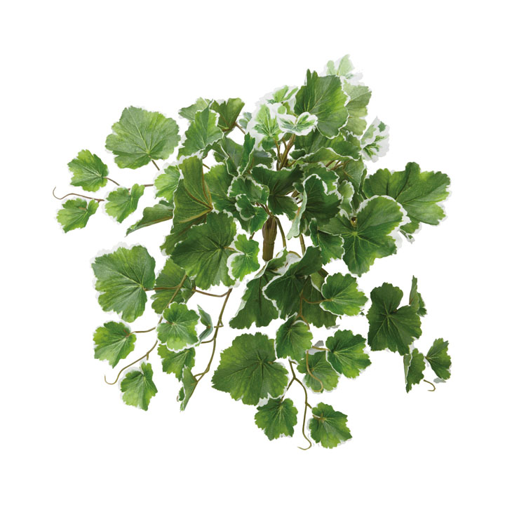 ゼラニウムブッシュ